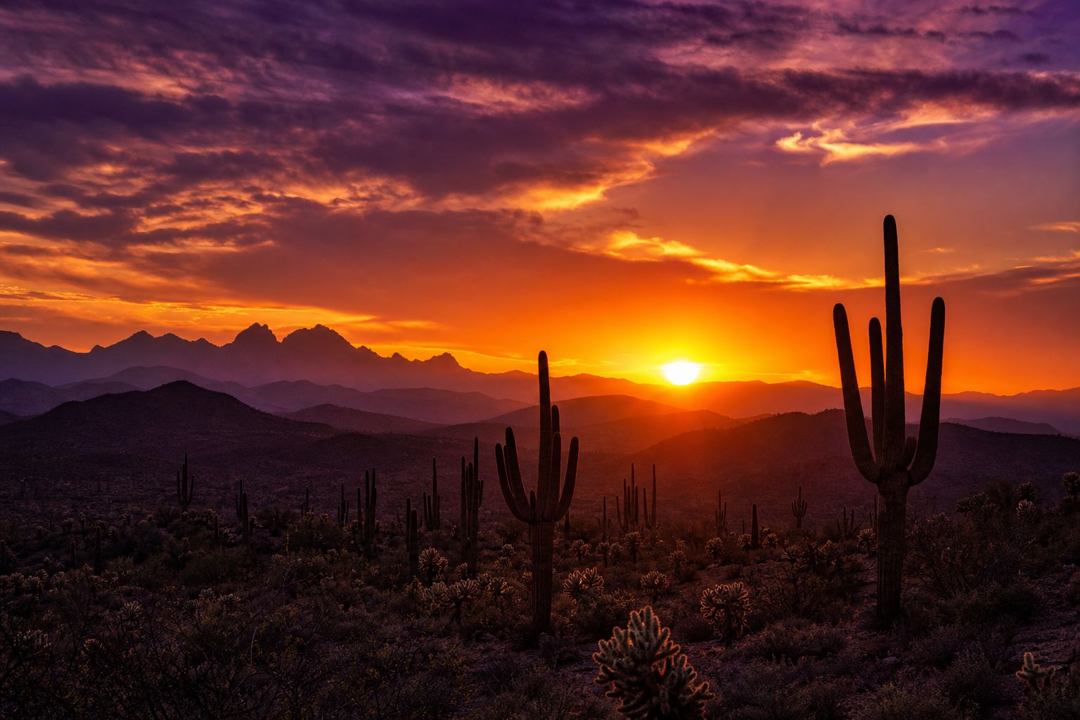 Sonoran desert at sunset, representative imagery